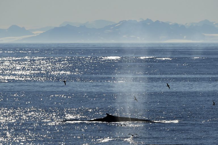 ©StudiPONANT/Nathalie Michel. Compliant with operational regulations.