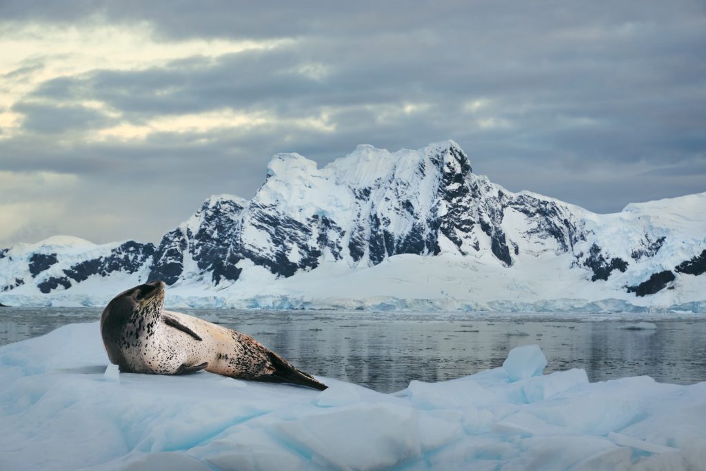 PL-Antarctica-Leopard-Seal