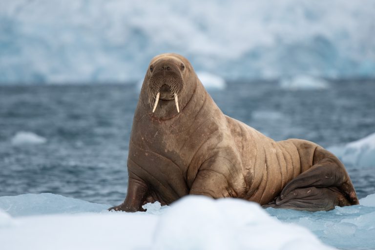 walrus on an ice floe with glacier face in background on a Svalbard cruise.